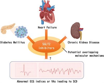 Potential favorable action of sodium-glucose cotransporter-2 inhibitors on sudden cardiac death: a brief overview